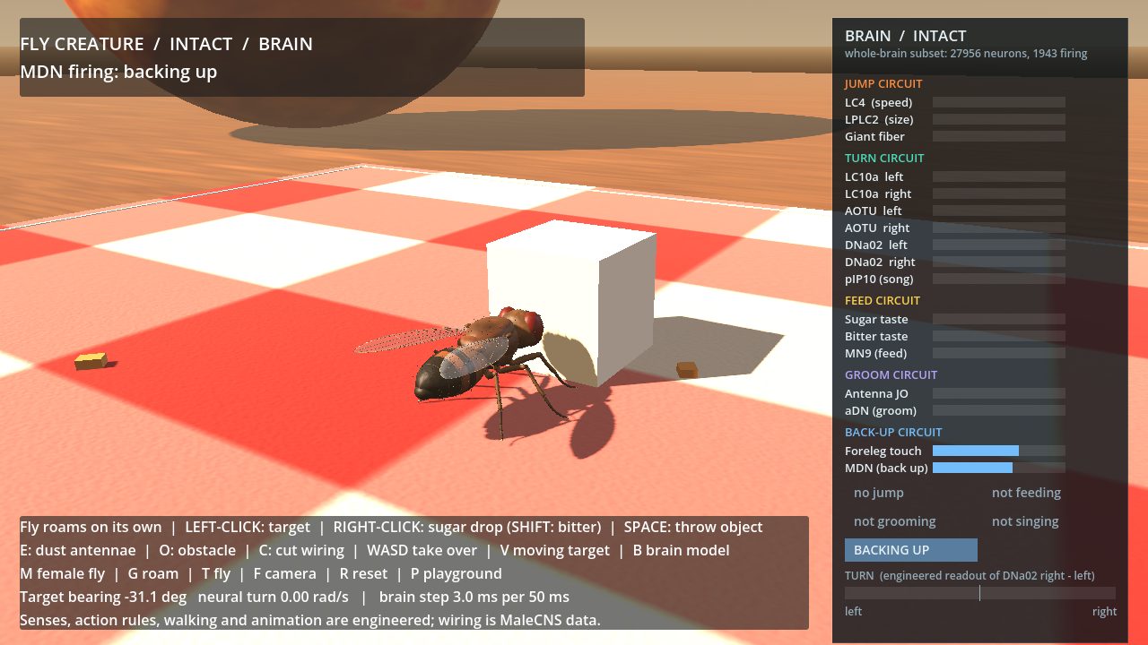 The 3D fly backing away from a sugar cube while the brain panel shows MDN firing