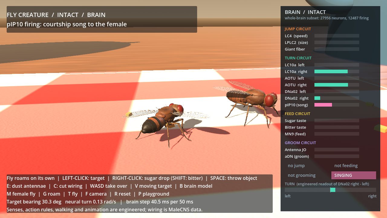The male fly following a larger female while the brain panel shows the song neurons firing